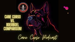 Cane Corso VS Boerboel A Comparison [upl. by Blim]