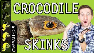 RedEyed Crocodile Skink The Best Pet Lizard [upl. by Elsbeth]