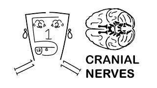 CRANIAL NERVES made easy [upl. by Ruthann247]