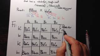 Dihybrid Crosses using a Punnett Square [upl. by Enelear905]