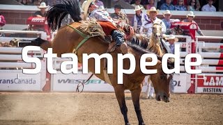 THE CALGARY STAMPEDE RANCHES amp RODEOS [upl. by Till]