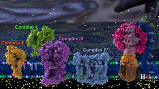 Mitochondria  Jodi Nunnari UC Davis [upl. by Haakon]