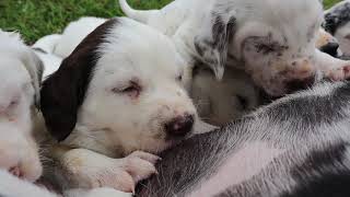 Cutest Dalmatian Puppy Video Ever V33 [upl. by Airuam]