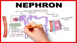 Nephron Function Simplified Hand drawn Animation [upl. by Netram318]