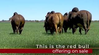 Introducing the Red Brahman bull race at the KroonVee Brahmans farm [upl. by Olinde663]