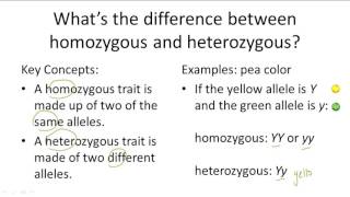 Homozygous v Heterozygous [upl. by Santiago]