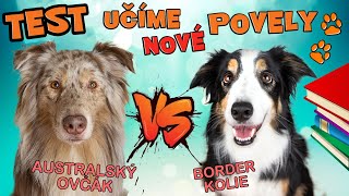 TEST DOVEDNOSTÍ  Australský Ovčák VS Border Kolie Výcvik psa Shaping [upl. by Chicky387]