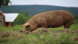 Raising 400 Pigs On Pasture COMPLETE [upl. by Ahsieyn118]