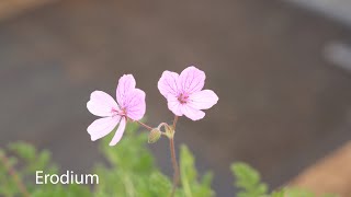 Erodium  Storksbills [upl. by Kemble674]