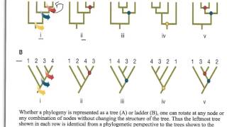 How to Interpret Phylogenetic Trees [upl. by Jenkins]