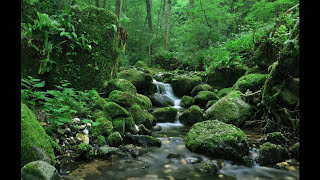 SONIDO DEL AGUA FLUYENDO EN EL RIO PARA DORMIR  WATER SOUND IN THE RIVER FLOWING TO SLEEP [upl. by Atival]