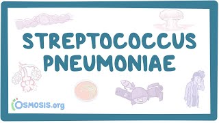 Streptococcus Infections Symptoms and Treatments [upl. by Haiel]