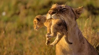 Animals of Africa  HD Documentary  David Attenborough [upl. by Trout]