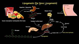 Lipogenesis Summarised [upl. by Lumbard]