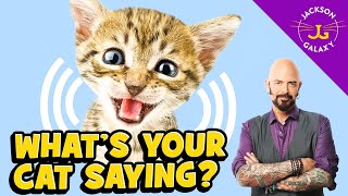 Cat Vocalizations and What They Mean [upl. by Katz]