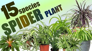 15 SPIDER PLANT SPECIES  HERB STORIES [upl. by Cela]