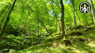 Beautiful spring mountain forest Birdsong in the Caucasus forest [upl. by Abeh]