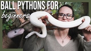 BALL PYTHONS FOR BEGINNERS How to setup terrarium [upl. by Speroni376]