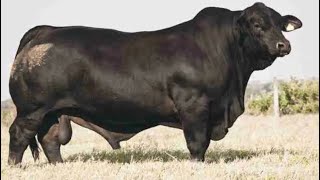 Brangus Cattle  Breed [upl. by Hirst]