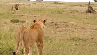 Big male lion shows lioness how to deal with hyenas [upl. by Ahsien]