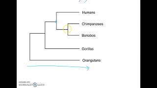 Phylogenetic Tree Basics [upl. by Meurer]