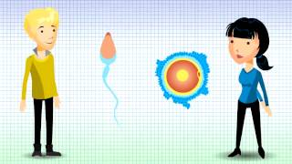 Understanding Chromosomal Translocation  Reciprocal Translocation v12 [upl. by Minne]