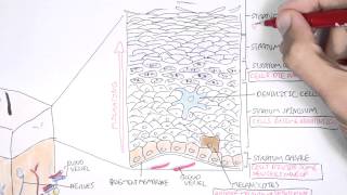 The Skin Anatomy Physiology and Microbiology [upl. by Olette]