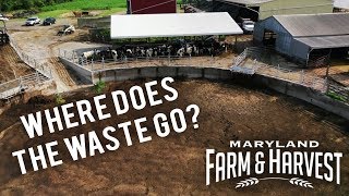 What Happens to Cow Manure  Maryland Farm amp Harvest [upl. by Asiel773]