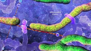 Cell Organelles 5 Mitochondria [upl. by Ednalrym]