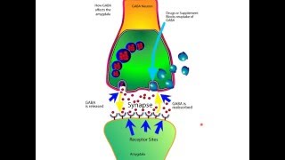 How The Neurotransmitter GABA Works For Anxiety In The Brain [upl. by Celik]