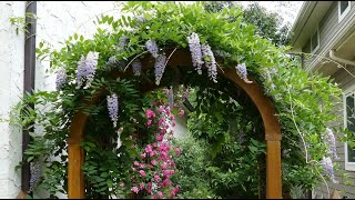 12 Vertical Gardening Ideas using Flowering Vines and Climbers [upl. by Celestine]