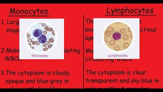 Monocytes Vs Lymphocytes 3 Min Quick differences amp Explanation [upl. by Yenreit]