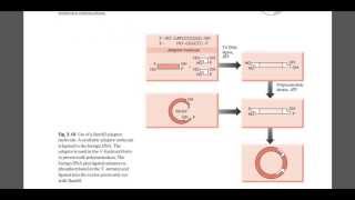 Role of linker and adaper DNA [upl. by Lilian890]