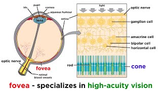 Visual Processing and the Visual Cortex [upl. by Acsehcnarf49]