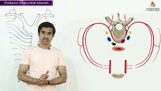 POSTERIOR INTERCOSTAL ARTERY  Gross Anatomy animations [upl. by Otaner334]