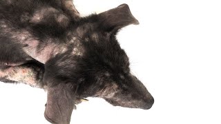 Dog Hair Loss Home Remedies [upl. by Atrim]