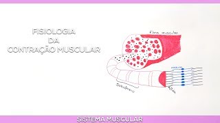 Fisiologia da Contração Muscular [upl. by Vez]