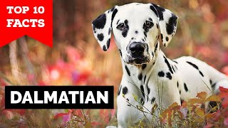 Dalmatian  Top 10 Facts [upl. by Drusilla]