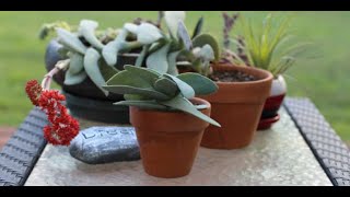 Tips for growing propeller plant crassule falcata [upl. by Zela]