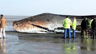 The BIGGEST SNAKE Ever  TITANOBOA [upl. by Nitsyrc488]