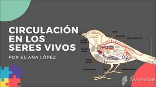 La circulación en los seres vivos  PLANTAS y ANIMALES [upl. by Balling242]