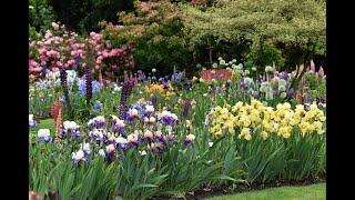 Iris Gardens and Companion Plants [upl. by Hudnut]