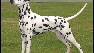 dalmatians dogs breeds [upl. by Lundquist90]