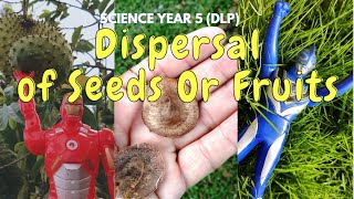 DISPERSAL of Seeds OR Fruits  Science Year 5 DLP [upl. by Tecu]