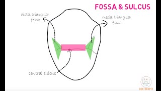 Permanent Maxillary 1st Premolar [upl. by Donaghue]