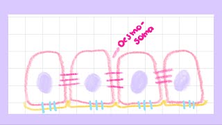 Desmosomas y Hemidesmosomas [upl. by Darcee]