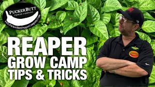 Tips amp Tricks For Growing Carolina Reapers  Ed Currie [upl. by Laehcim]