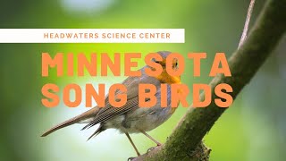 Minnesota Bird Calls [upl. by Annayk]