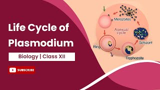 Life Cycle of Plasmodium  Class 12 [upl. by Llednol163]