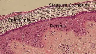 Layers of the Epidermis [upl. by Orva739]